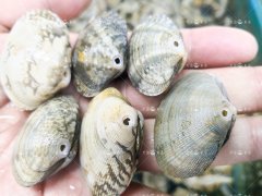 杂色蛤为什么会有空壳？